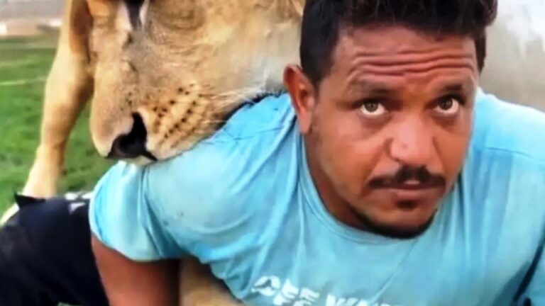 عندما يصبح المزاح رعباً… قصة عامل مصري وأسد في مزرعة ليبية