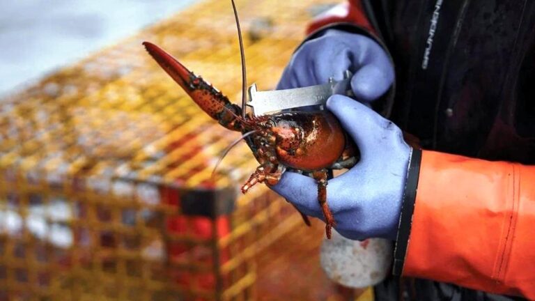 “ثمن الكركند دم الحيتان”: صراع يهدد بتفكيك أعظم تشريعات أمريكا البيئية 💸🐋