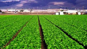 👑صفقة الصالحية المليارية: كيف يواجه صندوق مصر السيادي تحدي الـ 50% خصم على بيع 23 ألف فدان بسبب الضمان المائي؟